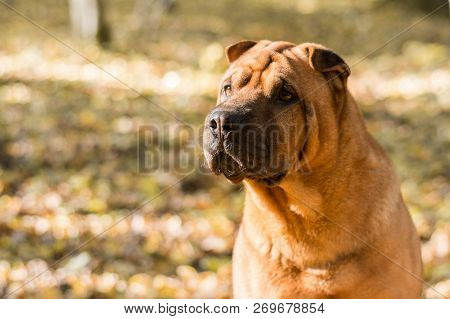 The Dog Shar Pei Walks In The Park In Autumn