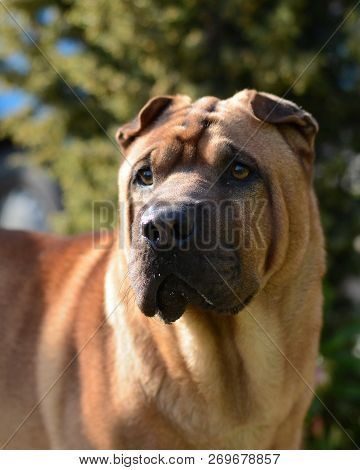 A Portrait Of A Pet Dog Shar Pei
