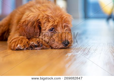 Cute labradoodle puppy dog laying down looking sad or thoughtful