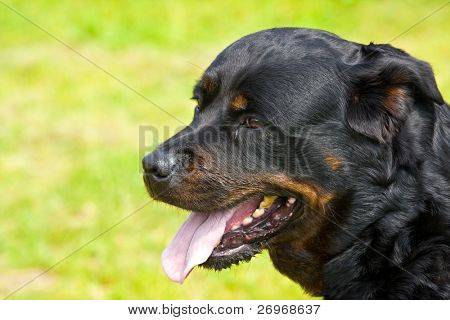 Rottweiler portræt