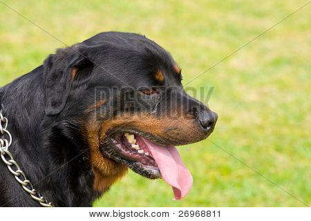 Rottweiler portræt