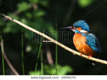 Alcedo Atthis