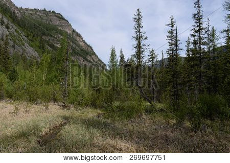 Taiga Landscape Near The Village Of Aktash, Ulagansky District, Altai Republic, Siberia, Russia