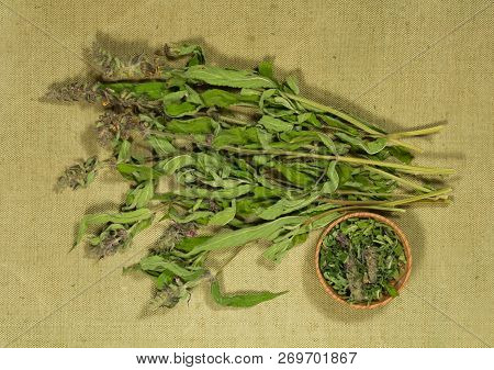 Sage, Salvia. Dry Herbs For Use In Alternative Medicine, Phytotherapy, Spa, Herbal Cosmetics. Prepar