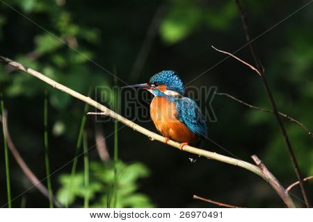 Alcedo Atthis