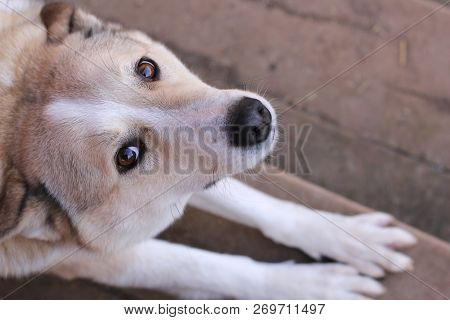 Husky Dog Stratching. Outdore Photo. Cite Pet With Smart Eyes