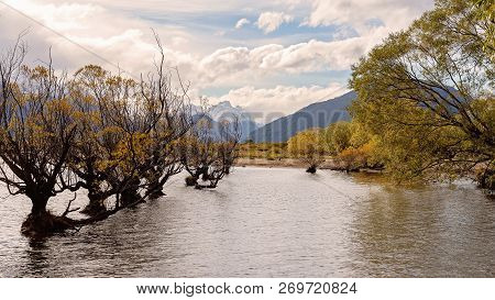 A Row Of Spindly Trees With Autumn Foliage Growing In A Lake, With Mountain Background And Cloudy Sk