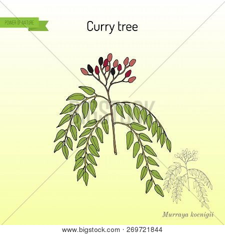 Curry Tree Murraya Koenigii , Medicinal Plant. Hand Drawn Botanical Vector Illustration
