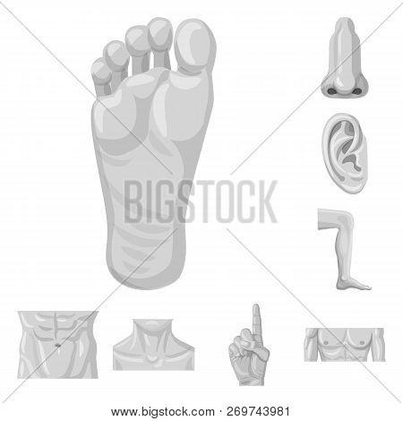 Isolated Object Of Human And Part Logo. Collection Of Human And Woman Stock Vector Illustration.