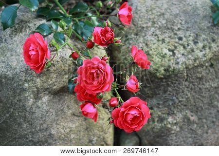 Beautiful little red roses in the garden. Roses flowers on rocks. Bouquet of red roses. Care for garden roses. Beautiful red roses for calendar