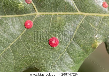 Red Common Spangle Gall Of The Gall Wasp Neuroterus Quercusbaccarum