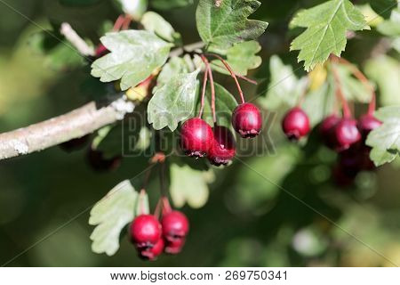 Berries Of A Common Hawthorn (crataegus Monogyna)