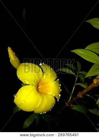 Beautiful Dew Drop In Yellow Jessamine Flower