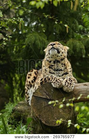 Endangered Amur Leopard In The Nature Looking Habitat. Wild Animals In Captivity. Beautiful Feline A