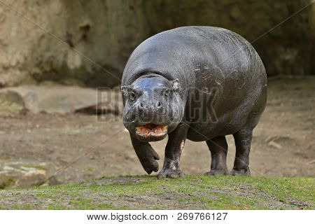 Hippopotamus Liberian In The Nature Looking Habitat. Wild And Very Rare Animal In Captivity. Beautif