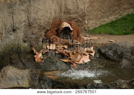 Endangered Bornean Orangutan In The Rocky Habitat. Pongo Pygmaeus. Wild Animal Behind The Bars. Beau