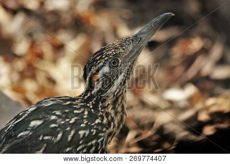 Close-up Profile Of The Head And Shoulders Of A Male Road-runner With Blurred Brown Leaves In The Ba