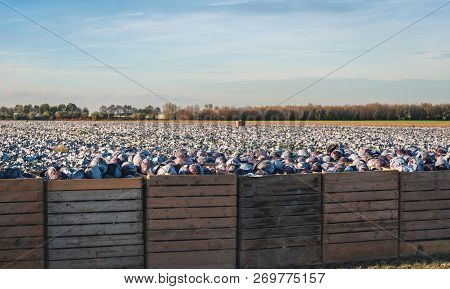 Wooden Crates Filled With Harvested Red Cabbages At The Edge Of A Field On A Sunny Day In The Dutch 