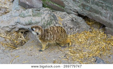 Cute Meerkat Standing In Front Of Some Rocks A Wild Desert Animal From Africa