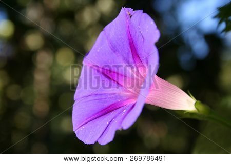 Ipomoea Is A Bright Decoration Of The Garden. Graceful Climbing Plant With Elegant Large Flowers. Gr