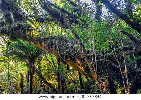 Roots And Ferns In New Zealand Rain Forest