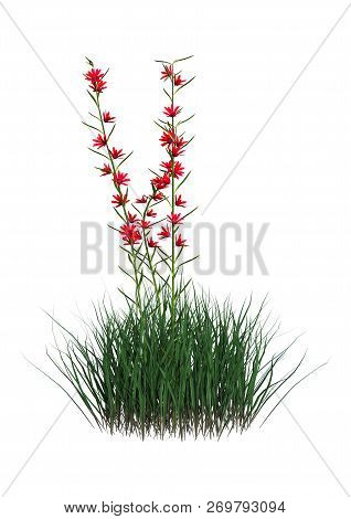 3D Rendering Polygala Violacea Flowers On White