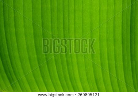 Close Up Vein Pattern Of A Beautiful Banana Leaf For Background Backdrop