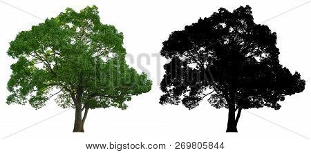 Natural Evergreen Leaves Tree With Black Alpha Mask Isolated On White Background.