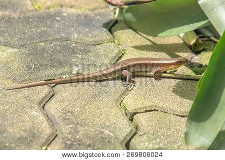 Scincidae In Nature Are Found Throughout The Home.
