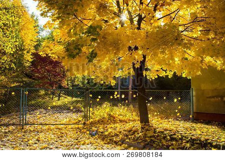 Beautiful Golden Autumn On A Sunny October Day