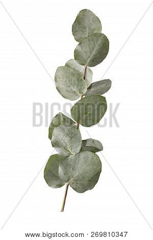 Isolated Dried Eucalyptus Polyanthemos Branch And Leaves In Front Of White Background. Dried Plant B