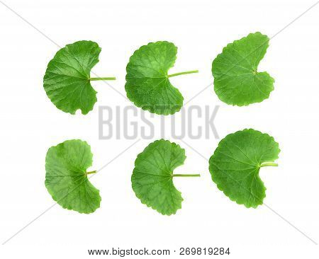 A Centella Asiatica Isolated On White Background.