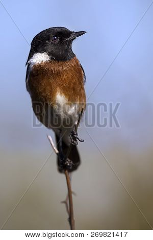 Male Stone Chat Perching On A Thin Twig In The Sun Close-up