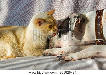 English Pointer And The Cat Lie On The Couch On A Sunny Day