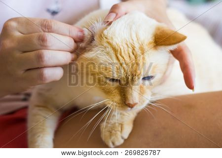Women Cleans Cats Ears