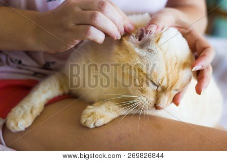 Women Cleans Cats Ears