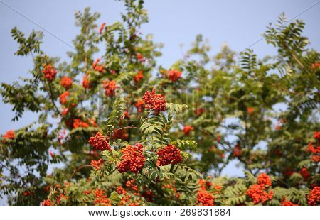 Image Of Many  Ashberry With Leafs On Sky Background