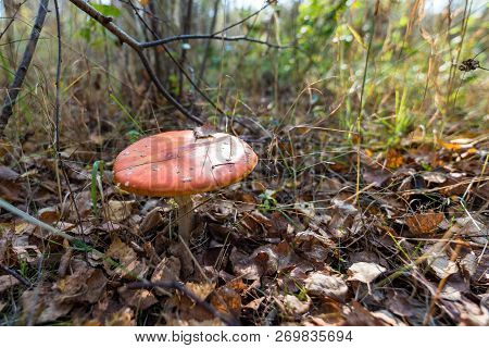 Amanita Poison Mushroom In The Autunm Forest