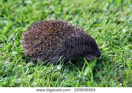Wildlife Hedgehog Eats  Vegetables On The Grass
