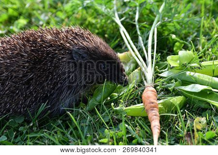 Wildlife Hedgehog Eats  Vegetables On The Grass