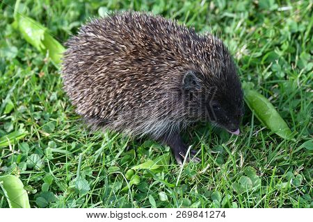 Wildlife Hedgehog Eats  Vegetables On The Grass
