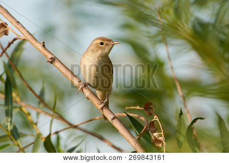 Marsh Warbler (acrocephalus Palustris) Bird Sits On A Thin Branch Of A Weeping Willow, Near The Nest