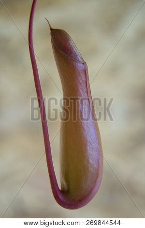 Nepenthes Tropical Pitcher Plants, Close Up Macro. The Genus Nepenthes Found The Malay Archipelago, 