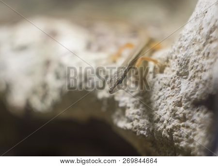 Grass Lizard On The Rock. Takydromus Sexlineatus, The Asian Grass Lizard, Six-striped Long-tailed, O