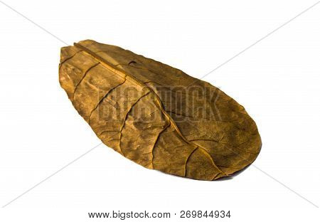 Dried Catappa Leaf. Terminalia Catappa Is A Large Tropical Tree In The Leadwood Tree Family, Combret