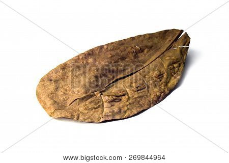 Dried Catappa Leaf. Terminalia Catappa Is A Large Tropical Tree In The Leadwood Tree Family, Combret