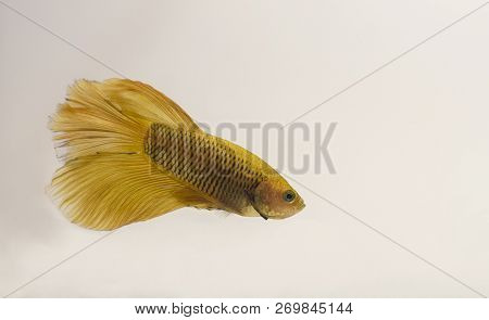 Siamese Fighting Fish Yellow Halfmoon Betta Splendens. Males In Particular Are Prone To High Levels 