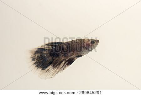 Siamese Fighting Fish Marble White Black Grey Halfmoon Betta Splendens. Although Popular As An Aquar