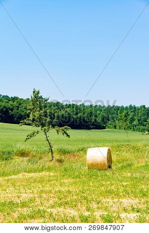 Haycock Vineyard And Cypresses In Sunny Tuscan Countryside, Italy