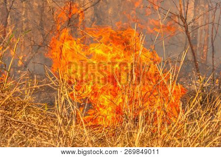 Natural Disaster In Global Climate Change And Warming. Fires In Nature And In The Bush. The Country 
